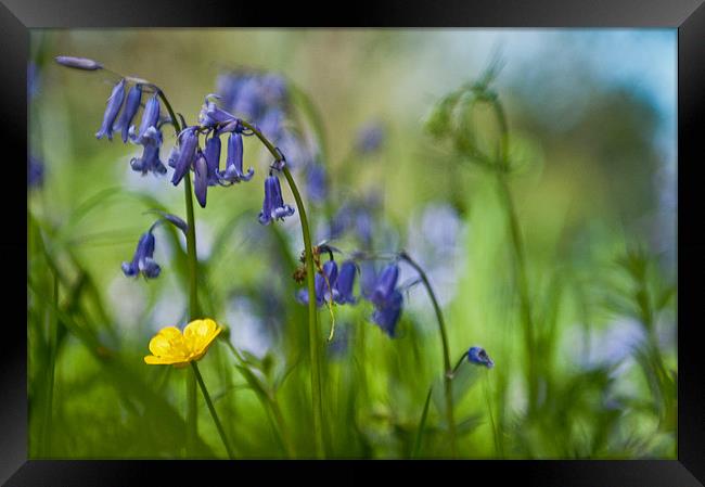 Buttercup and Blubells Framed Print by Ben Prior