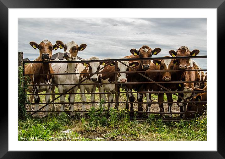 Nosey cows Framed Mounted Print by John Hastings