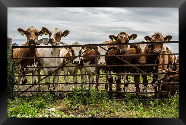 Nosey cows Framed Print by John Hastings
