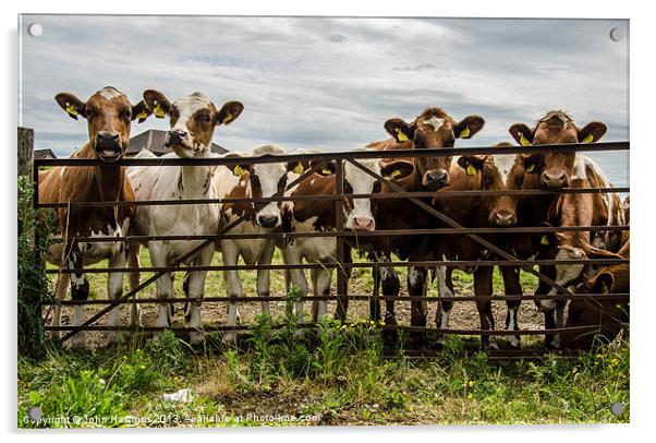 Nosey cows Acrylic by John Hastings