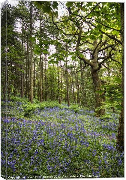 Bluebells at Middleton Woods Canvas Print by Beverley Middleton