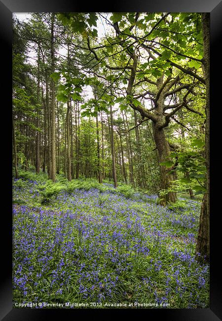 Bluebells at Middleton Woods Framed Print by Beverley Middleton