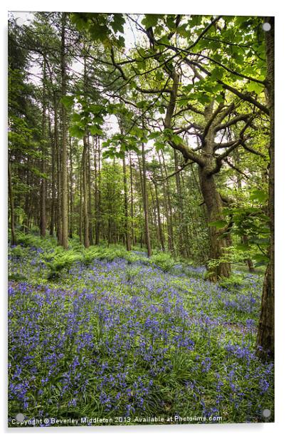 Bluebells at Middleton Woods Acrylic by Beverley Middleton