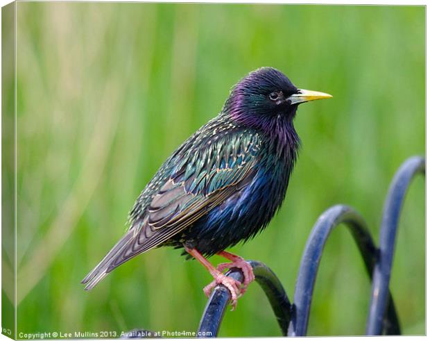 Starling Canvas Print by Lee Mullins