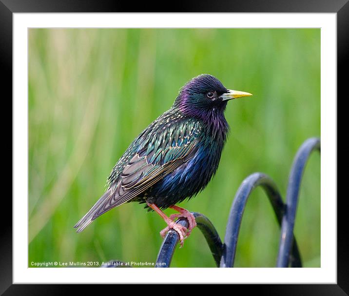 Starling Framed Mounted Print by Lee Mullins