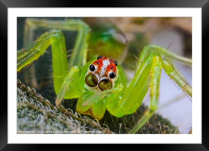 extreme macro of a spiders face Framed Mounted Print by Craig Lapsley