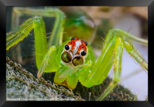 extreme macro of a spiders face Framed Print by Craig Lapsley