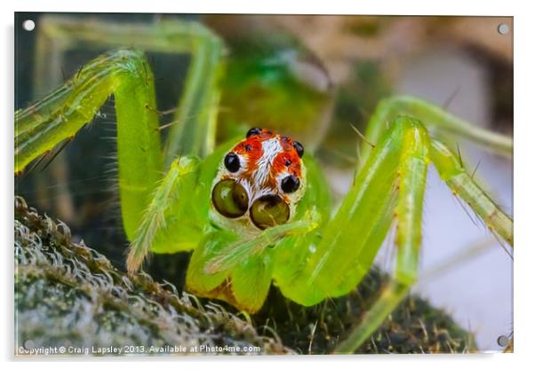 extreme macro of a spiders face Acrylic by Craig Lapsley