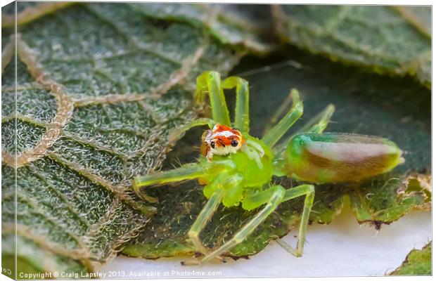 Tiny green jumping spider Canvas Print by Craig Lapsley