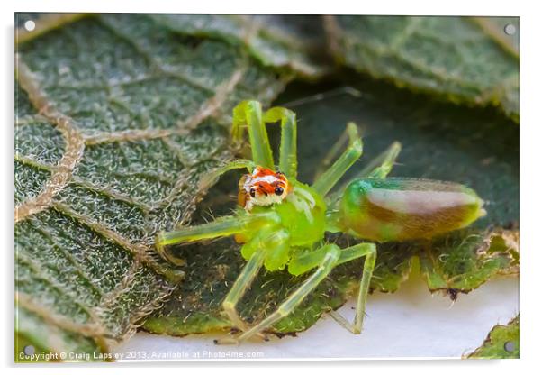Tiny green jumping spider Acrylic by Craig Lapsley