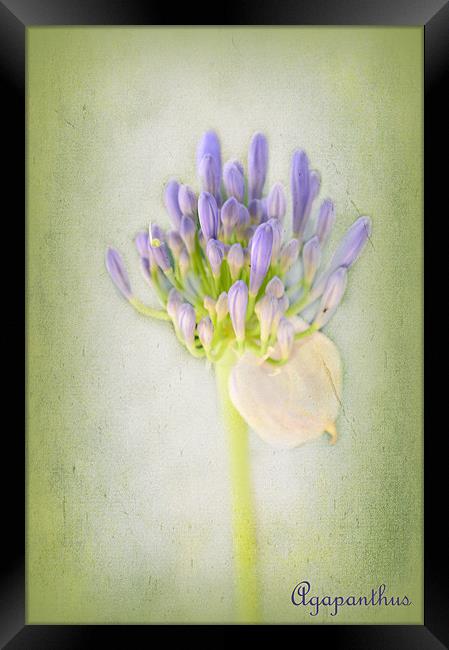 Agapanthus Framed Print by Fine art by Rina