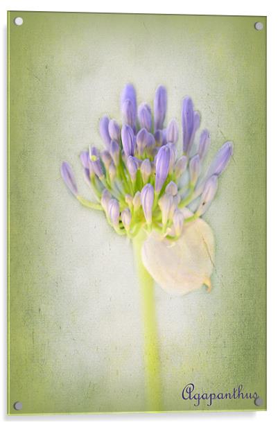Agapanthus Acrylic by Fine art by Rina