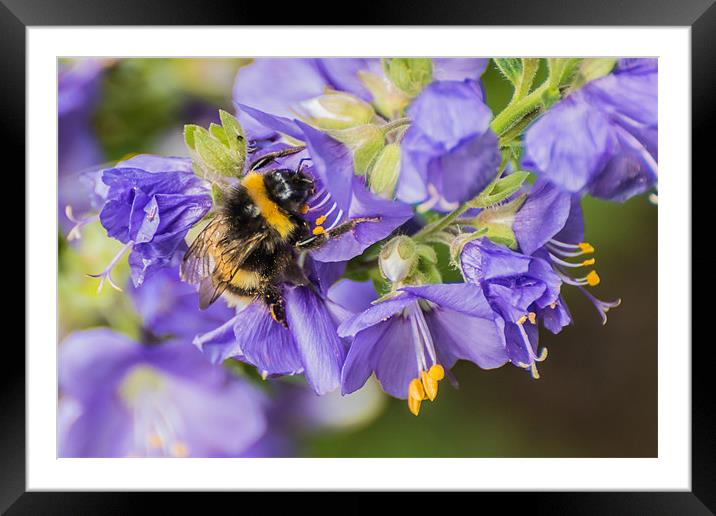 Bee covered in pollen Framed Mounted Print by Phil Tinkler
