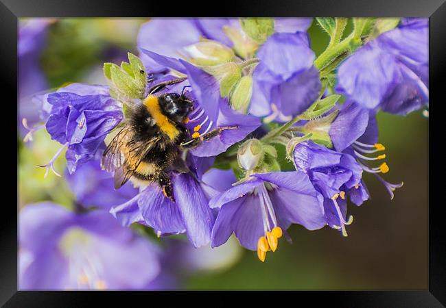 Bee covered in pollen Framed Print by Phil Tinkler