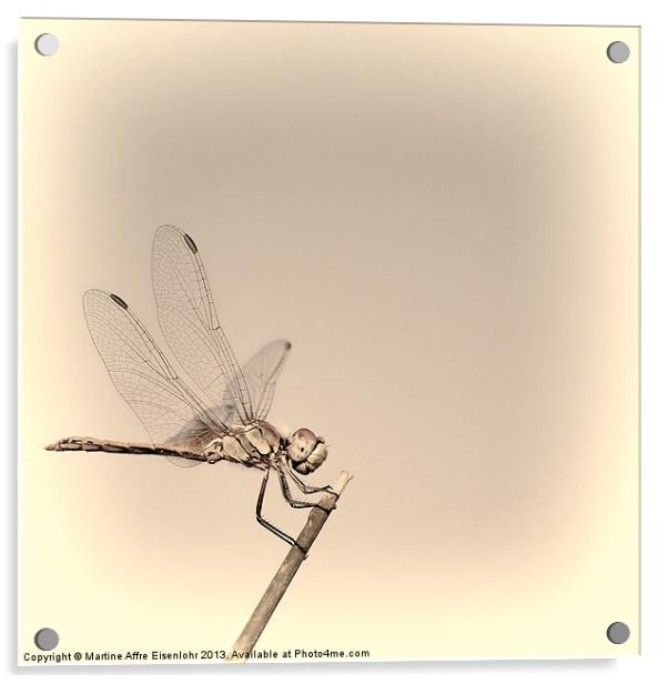 Dragonfly Acrylic by Martine Affre Eisenlohr