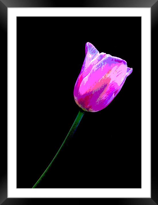 Lone Tulip Framed Mounted Print by Rebecca  Young