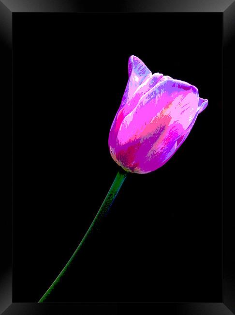 Lone Tulip Framed Print by Rebecca  Young