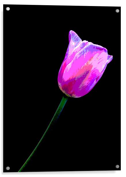 Lone Tulip Acrylic by Rebecca  Young