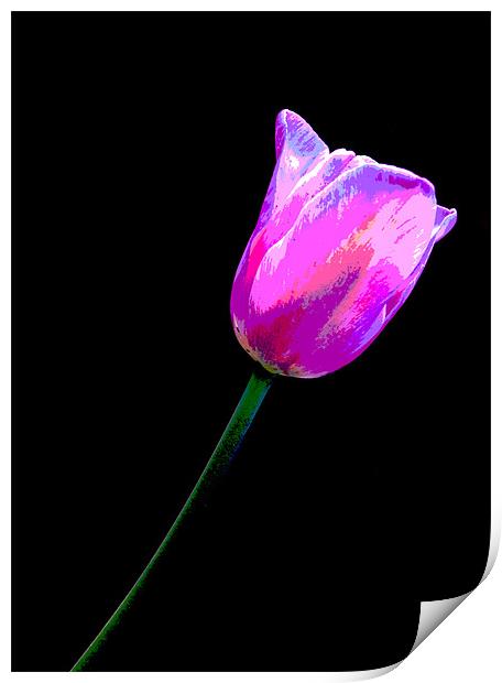 Lone Tulip Print by Rebecca  Young