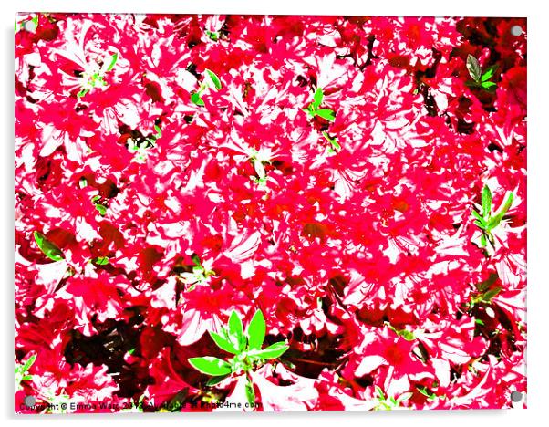 vibrant flowers 2 Acrylic by Emma Ward