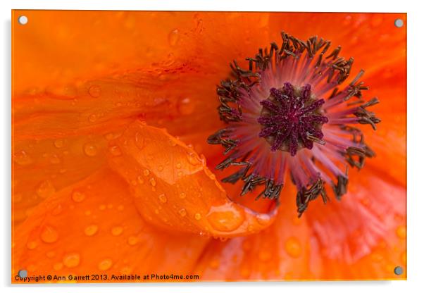 Poppy Tears Acrylic by Ann Garrett
