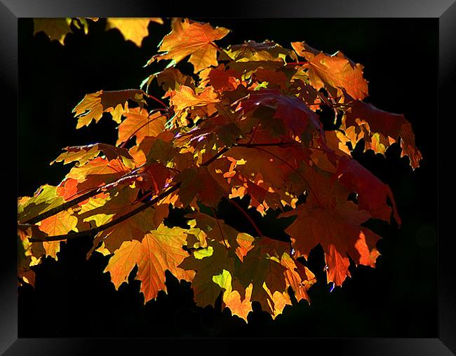 Autumn Light Framed Print by Rosie Spooner