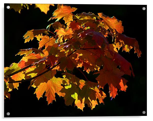 Autumn Light Acrylic by Rosie Spooner
