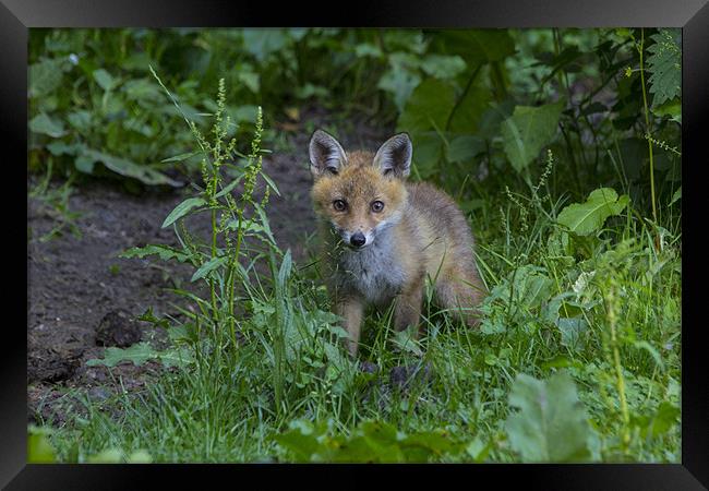 fox cub 1 Framed Print by Dean Messenger