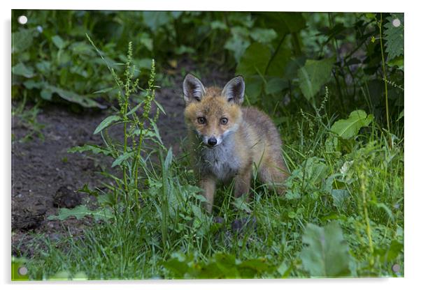 fox cub 1 Acrylic by Dean Messenger