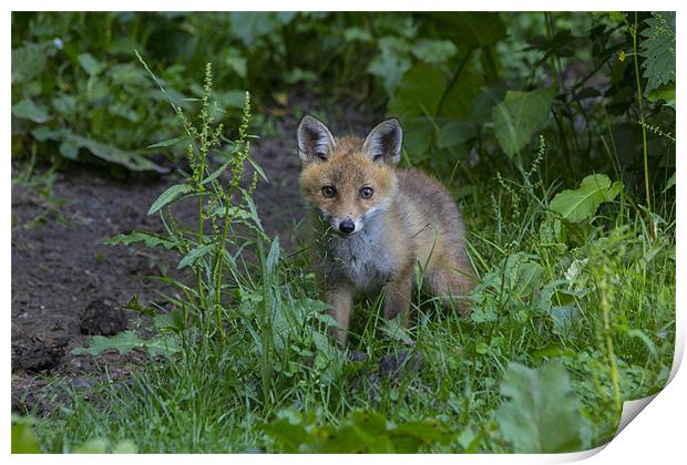 fox cub 1 Print by Dean Messenger