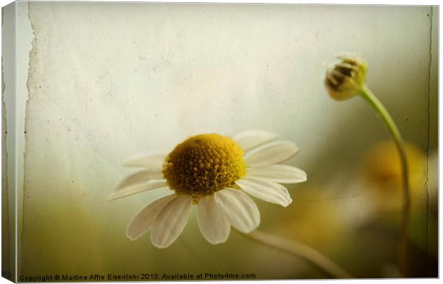 Chamomile Canvas Print by Martine Affre Eisenlohr