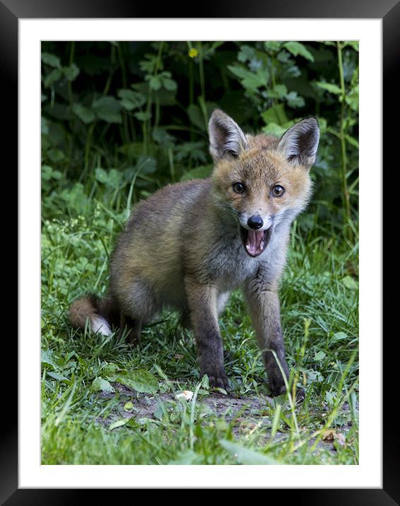 fox cub 2 Framed Mounted Print by Dean Messenger