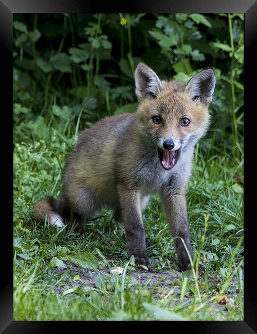 fox cub 2 Framed Print by Dean Messenger