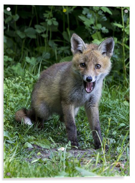 fox cub 2 Acrylic by Dean Messenger