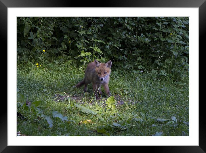 fox cub 3 Framed Mounted Print by Dean Messenger