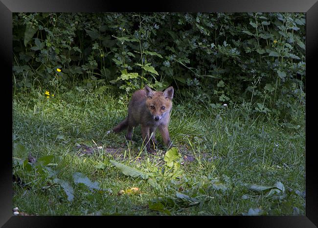 fox cub 3 Framed Print by Dean Messenger
