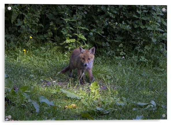fox cub 3 Acrylic by Dean Messenger