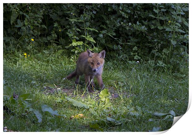 fox cub 3 Print by Dean Messenger