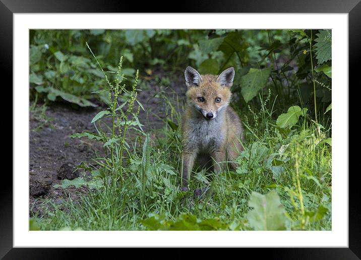 fox cub 4 Framed Mounted Print by Dean Messenger