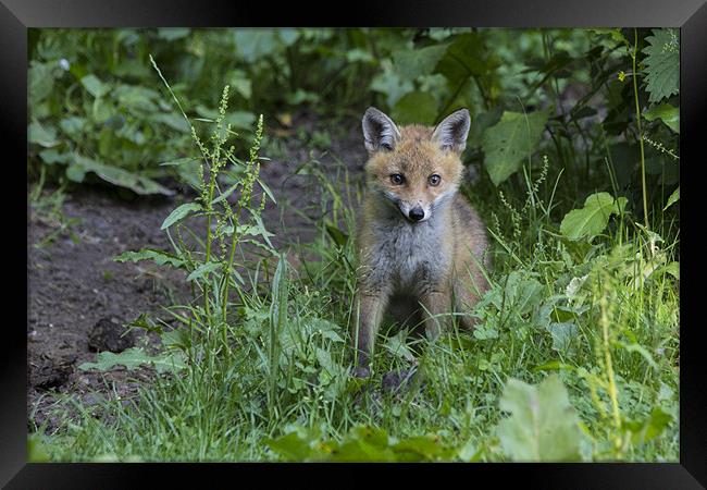 fox cub 4 Framed Print by Dean Messenger