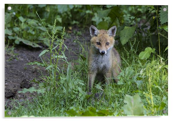 fox cub 4 Acrylic by Dean Messenger