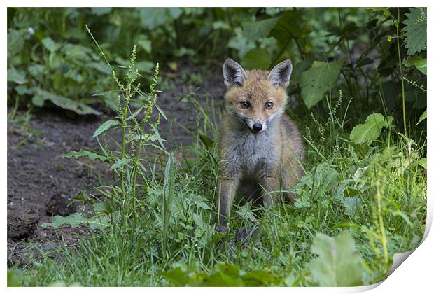 fox cub 4 Print by Dean Messenger