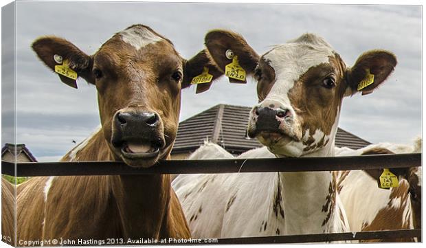 Chatty Cows Canvas Print by John Hastings