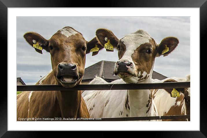 Chatty Cows Framed Mounted Print by John Hastings