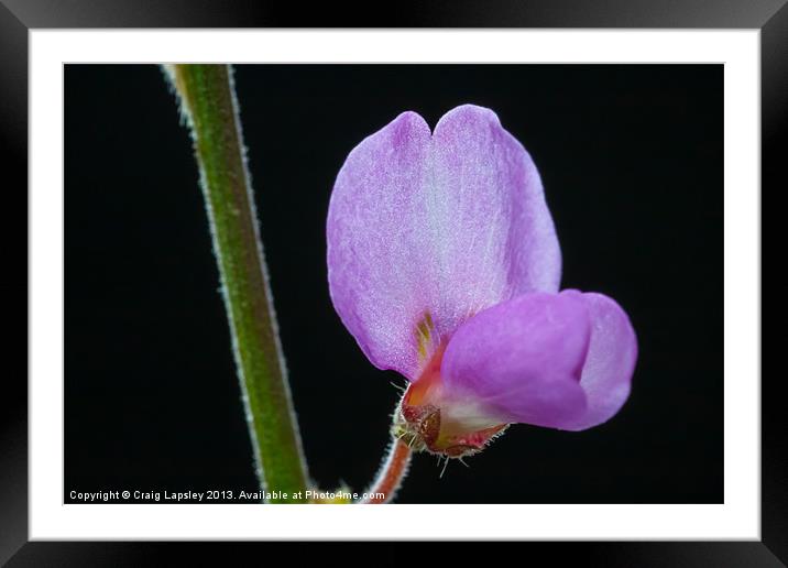 delicate wee purple flower Framed Mounted Print by Craig Lapsley
