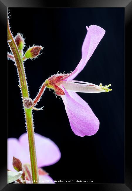 magnified tiny purple flower Framed Print by Craig Lapsley