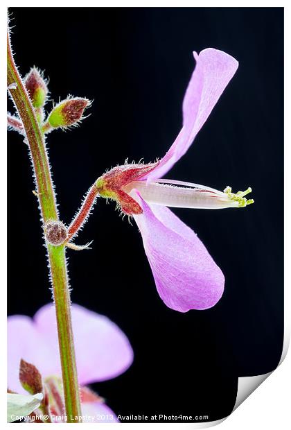 magnified tiny purple flower Print by Craig Lapsley