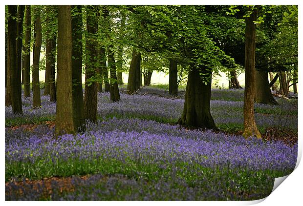 Bluebell Time Print by graham young