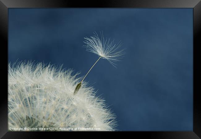 Fairy Clock Escapee in Blue Framed Print by Corrine Weaver