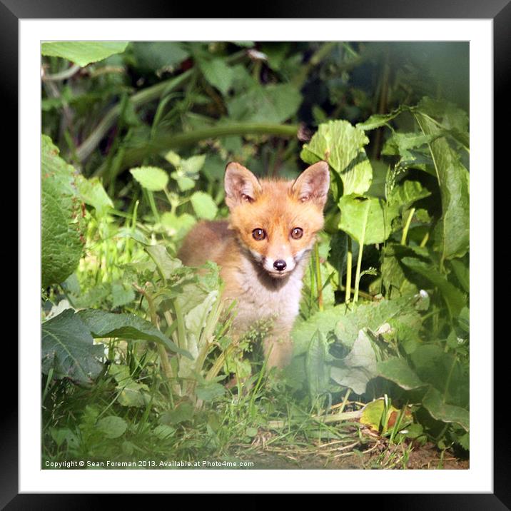 Fox Cub Framed Mounted Print by Sean Foreman